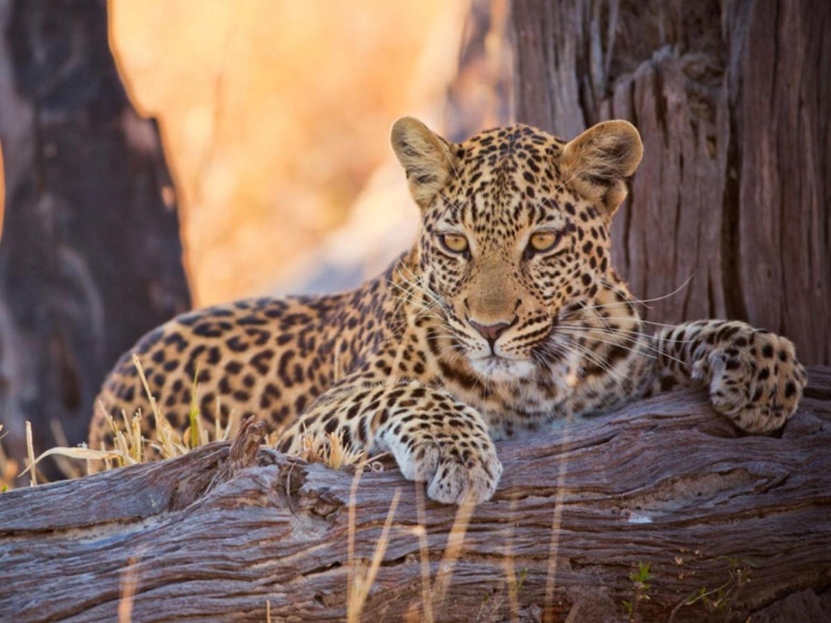 Imagine Africa Luxury Tented Camp Заповідник Балуле Екстер'єр фото