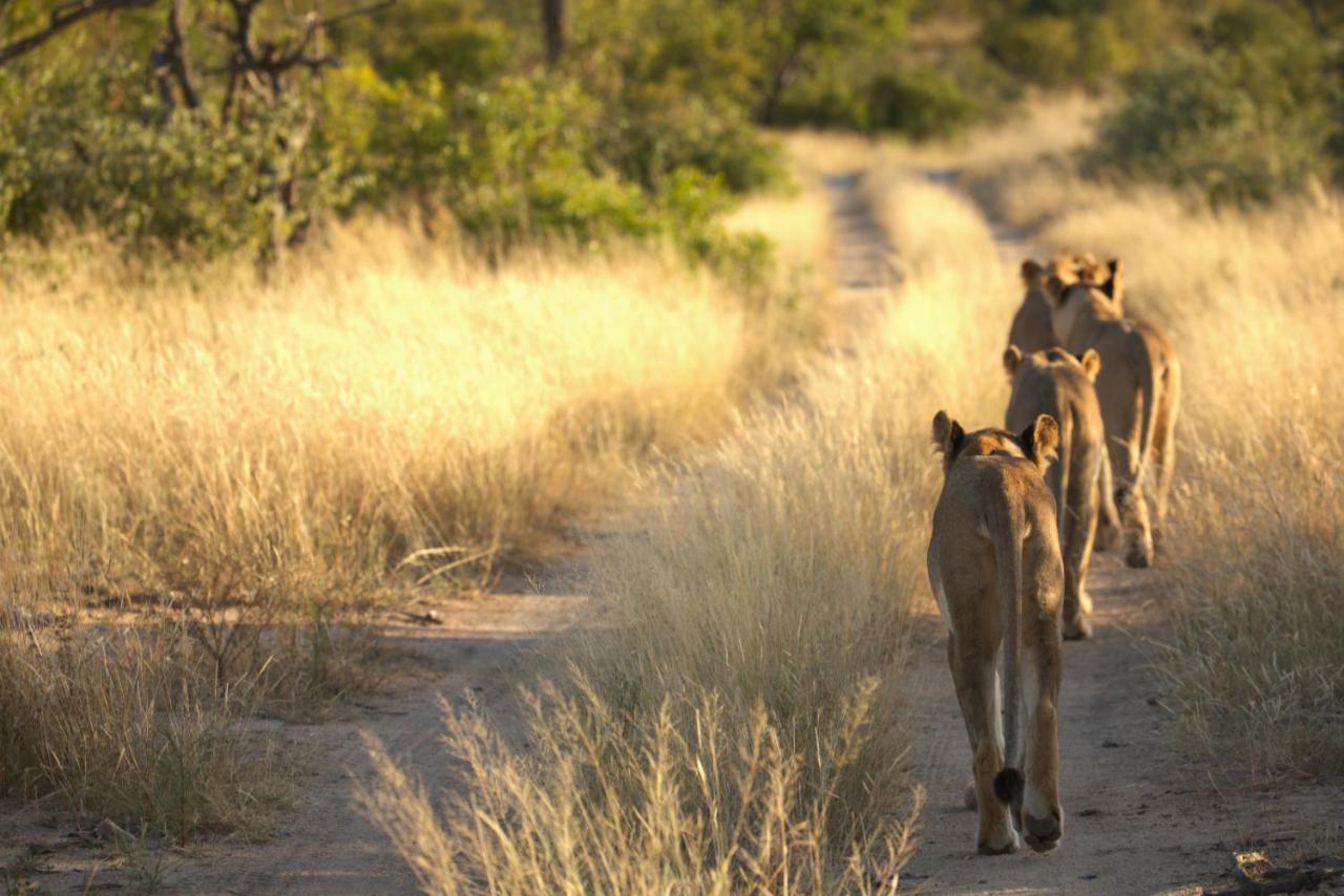 Imagine Africa Luxury Tented Camp Заповідник Балуле Екстер'єр фото