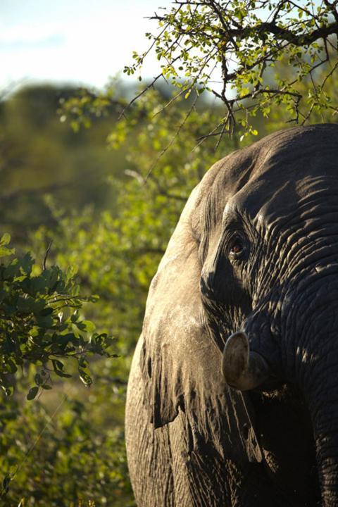 Imagine Africa Luxury Tented Camp Заповідник Балуле Екстер'єр фото
